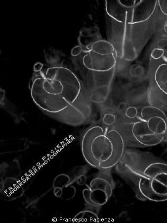 Graphic B&W by Francesco Pacienza 