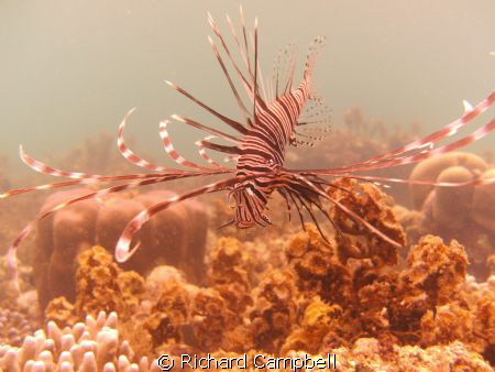 lionfish..sealife dc1000.. by Richard Campbell 