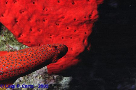 Le rouge et le noir. Marsa Alam, Egypt. Canon eos 1n + 10... by Luigi Carta 