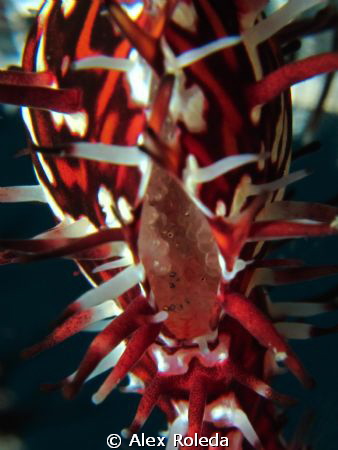 Ghost Pipe with eggs in Dauin Negros Oriental Philippines... by Alex Roleda 