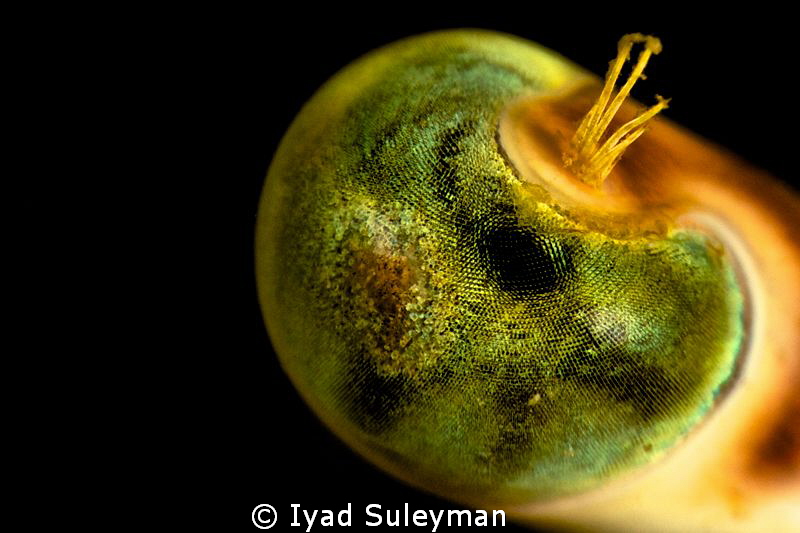 Eye of crab
(taken with wetdiopter +15 homemade) by Iyad Suleyman 