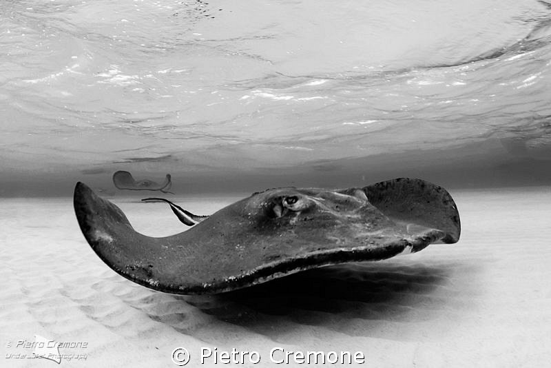 Fly by Pietro Cremone 