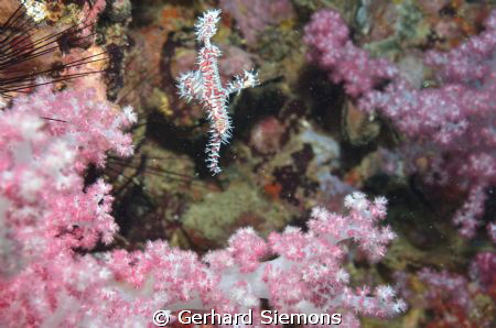 Ghostpipe fish in Softcoral colors by Gerhard Siemons 