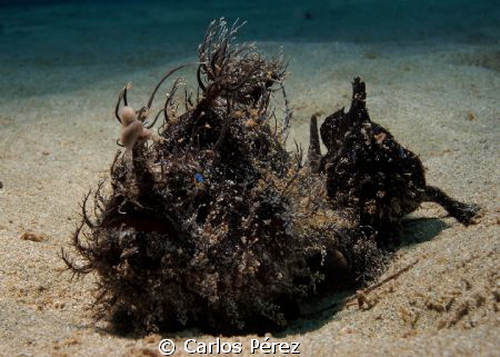 Black pregnant female escort by her male. by Carlos Pérez 