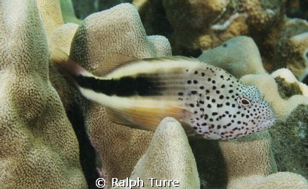 Blackside Hawkfish Maui Hawaii by Ralph Turre 