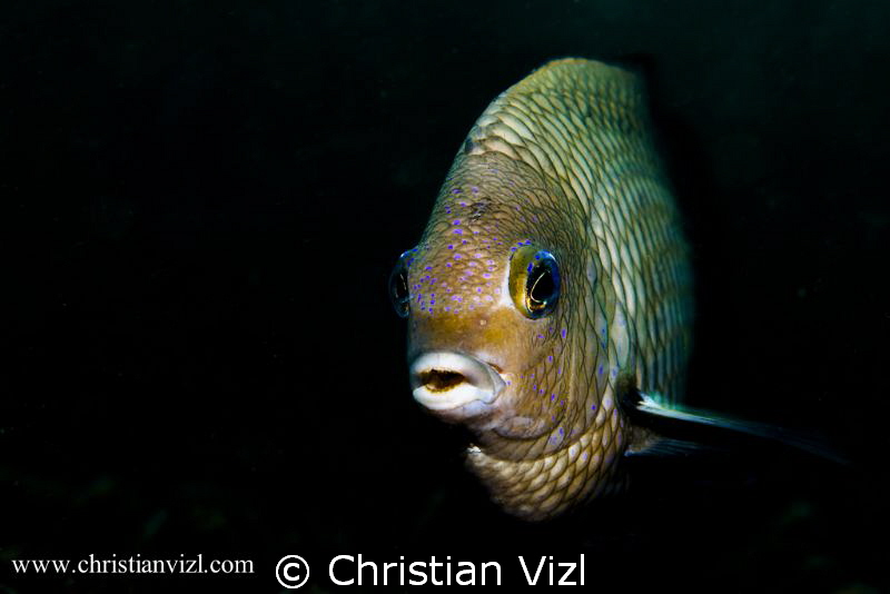 Portrait of a Damselfish found in Manzanillo, Ixtapa, Mex... by Christian Vizl 