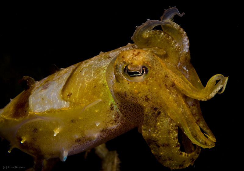 The  "perp"! Mug shot dusk dive. by John Roach 