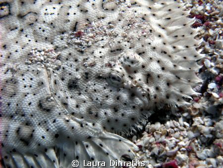 Mose's sole close up by Laura Dinraths 