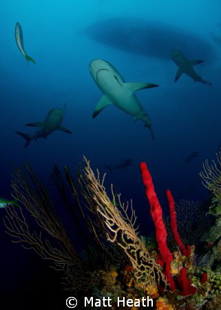 Reef Sharks on a reef in the Bahamas by Matt Heath 