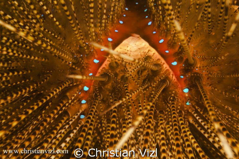 Detail of a sea urchin found at Ixtapa Island, Mexico by Christian Vizl 