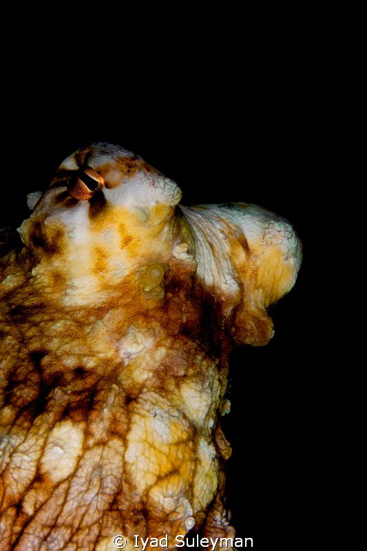 Octopus Portrait by Iyad Suleyman 