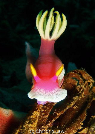 giant hypselodoris, lembeh straits by Chinchin Law 