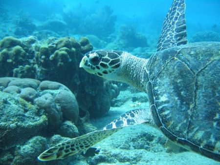 Directors Bay, Curacao, Dutch Antilles.
Canon Powershot ... by Frank Jong 