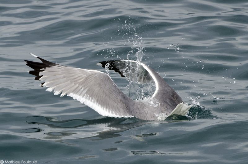 Yellow-legged Gull in fishing action by Mathieu Foulquié 