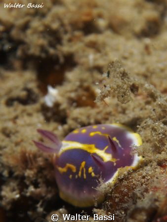 hypselodoris Picta by Walter Bassi 