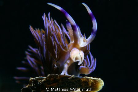 Serpent Pteraeolida, very common in Sydney, size 25 to 30... by Matthias Wildermuth 