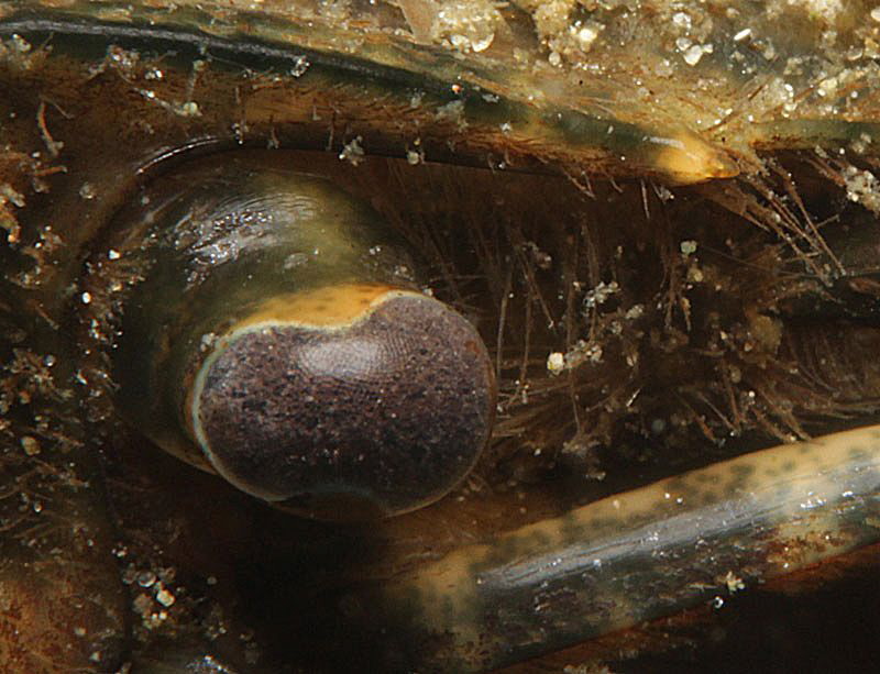 crayfish eye.
Lake Schöhsee.
EOS 600D, 60mm, DS-160
f/... by Chris Krambeck 