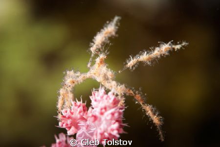 d700, 105mm by Gleb Tolstov 