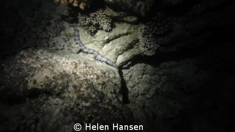 catarpiller by Helen Hansen 