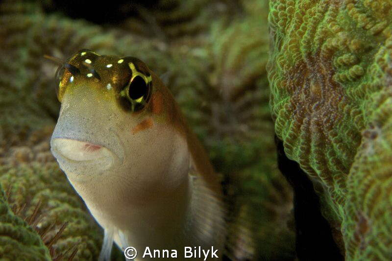 Blenny by Anna Bilyk 