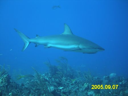Black tip reef shark taken on the Heineken wall in Nassau... by Robert Martin 