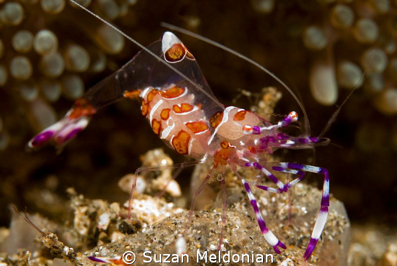Super close up by Suzan Meldonian 