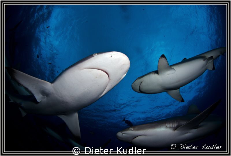 Friends by Dieter Kudler 