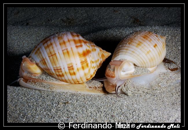 Gasteropod's couple by Ferdinando Meli 