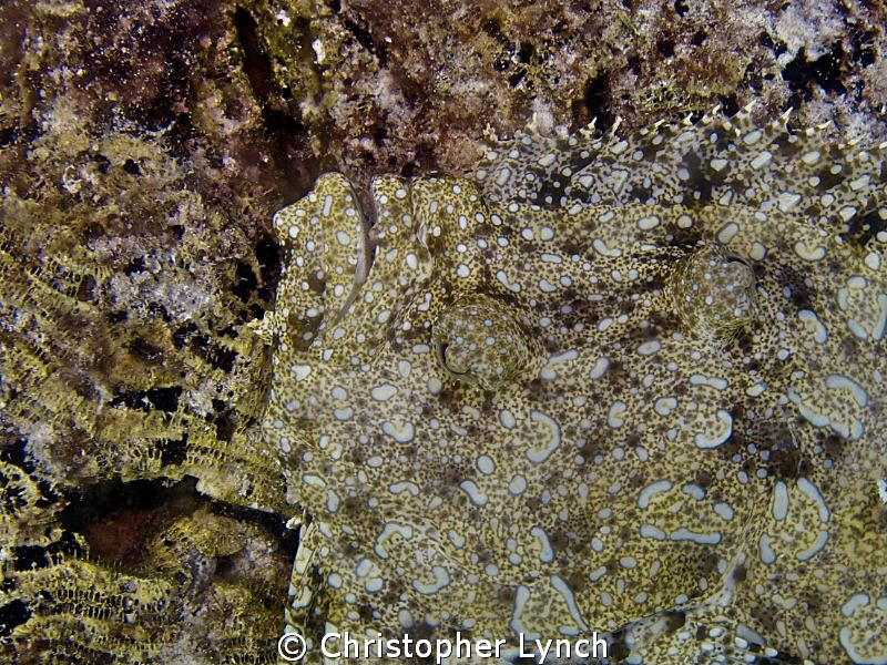 [Jackson Polack ] Peacock Flounder by Christopher Lynch 