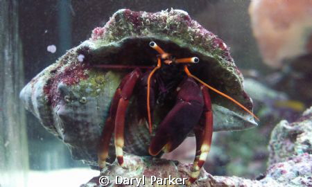 red legged hermit from my aquarium practiceshot with macr... by Daryl Parker 