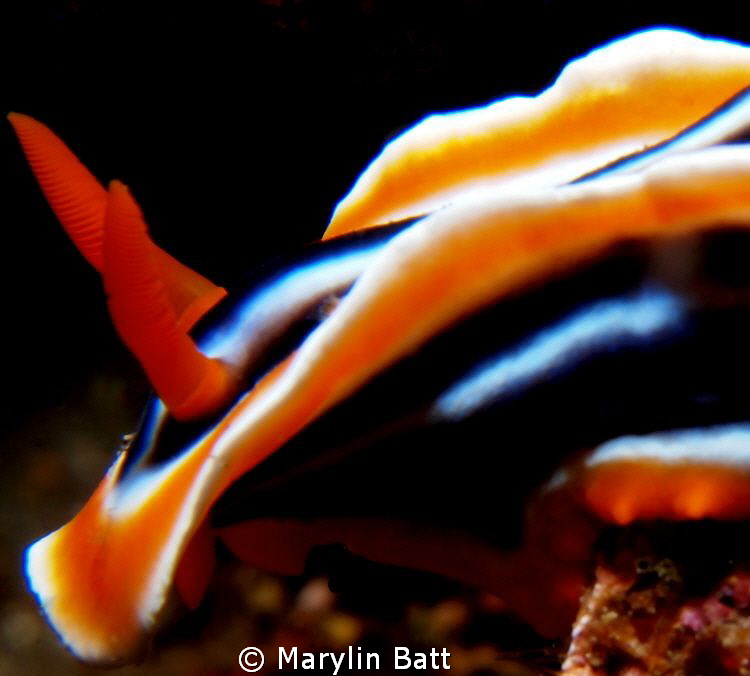 Chromodoris magnifica up close by Marylin Batt 