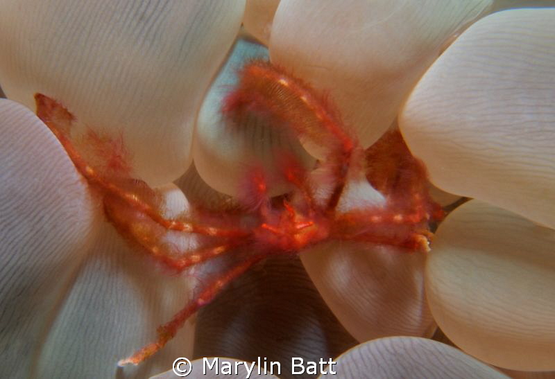 Orangutang Crab in Bubble anomone by Marylin Batt 