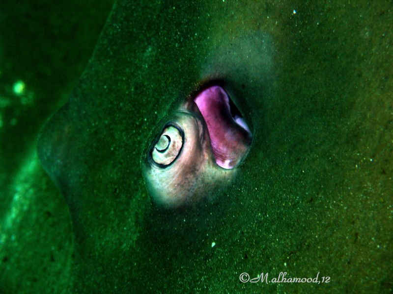 Eyee.. by Mohammed Al Hamood 