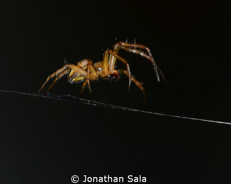 on the beach... little lovely spider....  105mm/F32/1-125 by Jonathan Sala 
