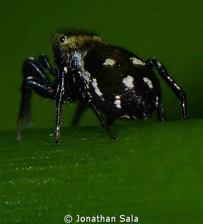 Heliophanus apiatus on surface, Santa Margherita swamp, S... by Jonathan Sala 