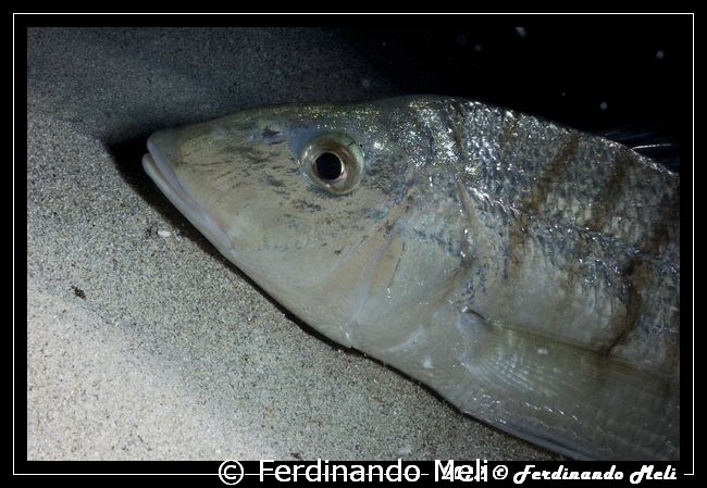 Fish sleeping... by Ferdinando Meli 