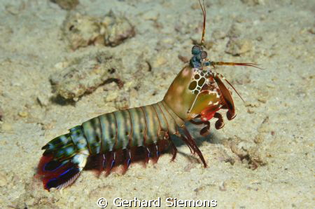 Odontodactylus scyllarus by Gerhard Siemons 