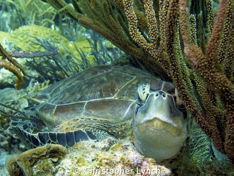 sleeping green turtle w/ prop damaged shell now healed... by Christopher Lynch 