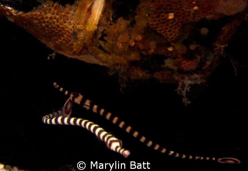 Banded Pipefish by Marylin Batt 