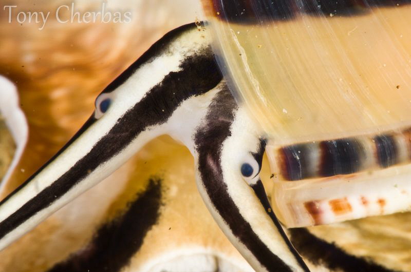 Eye Study #2: Sundial Snail by Tony Cherbas 