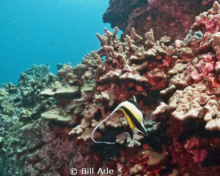 Moorish Idol.  Big Island, Hawaii. by Bill Arle 