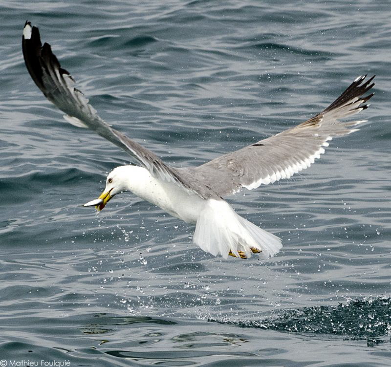 Gotcha ! by Mathieu Foulquié 