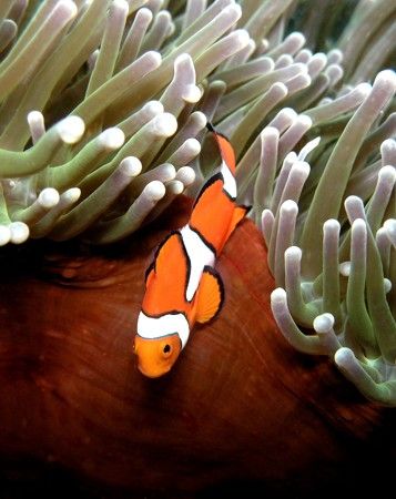 Anenome fish on magnificent anenome. Magic Passge, Madang... by Jan Messersmith 