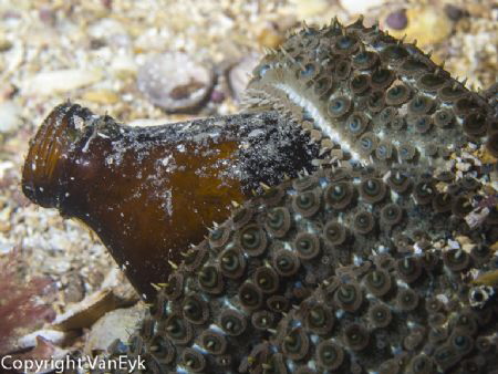 Even seastars like VB Victoria Bitter (Beer).
 by Bill Van Eyk 