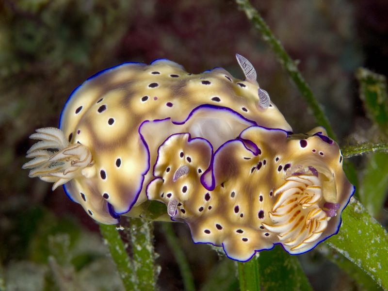 Risbecia tryoni mating by Alex Varani 