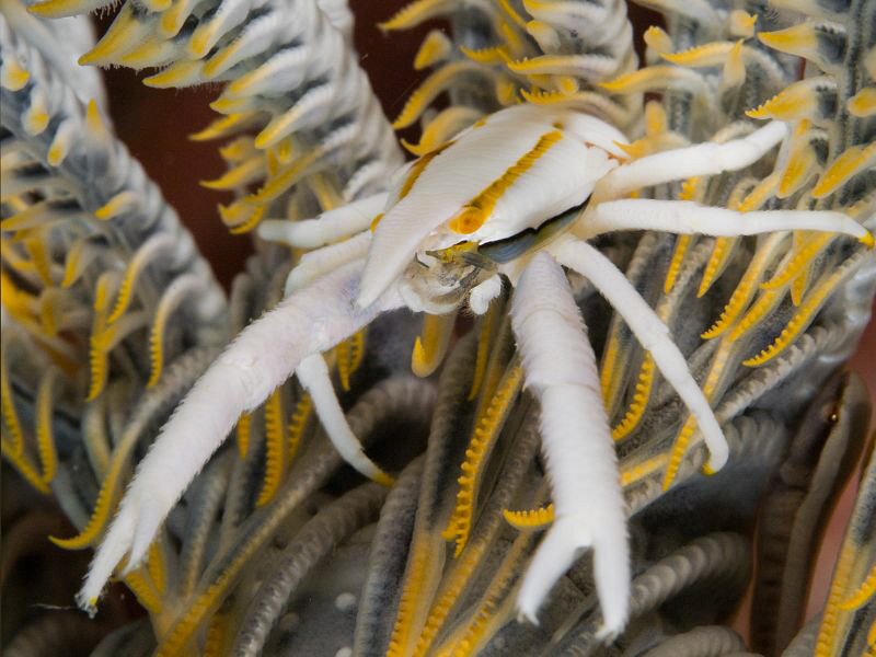 Allogalathea elegans by Alex Varani 