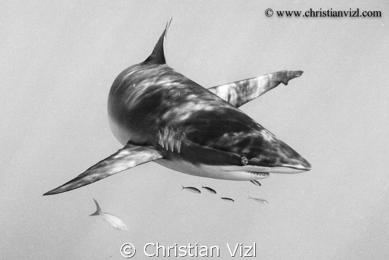 Portrait of a Caribbean reef shark found in Cuba, Jardine... by Christian Vizl 