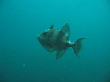 Trigger Fish, Lizard Point, Cornwall, England.
Canon A85... by Pekka Mehtala 