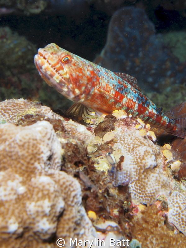 Lizzard Fish by Marylin Batt 