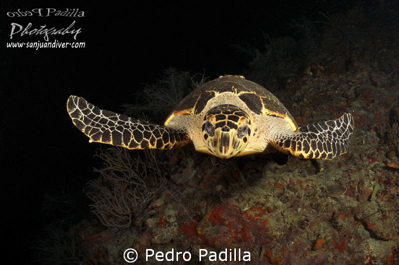 Flying Hawksbill turttle by Pedro Padilla 